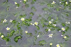 Ranunculus trichophyllus